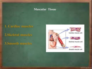 Muscular Tissue
1. Cardiac muscles
2.Skeletal muscles
3.Smooth muscles
 