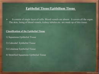 Epithelial Tissue/Epithilium Tissue
 It consist of single layer of cells. Blood vessels are absent. It covers all the organ.
The skin, lining of blood vessels, kidney tubules etc. are made up of this tissue.
Classification of the Epithelial Tissue
1) Squamous Epithelial Tissue
2) Cuboidal Epithelial Tissue
3) Columnar Epithelial Tissue
4) Stratified Squamous Epithelial Tissue
 