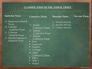 CLASSIFICATION OF THE ANIMAL TISSUE
Epithelial Tissue
1) Squamous Epithelial
Tissue
2) Cuboidal
Epithelial Tissue
1) Columnar
Epithelial Tissue
1) Stratified Squamous
Epithelial Tissue
Connective Tissue
1) Areolar
Connective Tissue
2) Adipose
Connective Tissue
3) Skeletal
Connective Tissue
 Bone
 Ligaments
 Tendons
 Cartilage
4) Fluid
Connective Tissue
 RBC’s
 WBC’s
 Platlets
Muscular Tissue
1) Striated muscles
2) Smooth Muscles
3) Cardiac Muscles
Nervous Tissue
 