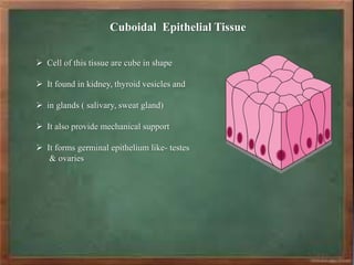 Cuboidal Epithelial Tissue
 Cell of this tissue are cube in shape
 It found in kidney, thyroid vesicles and
 in glands ( salivary, sweat gland)
 It also provide mechanical support
 It forms germinal epithelium like- testes
& ovaries
 