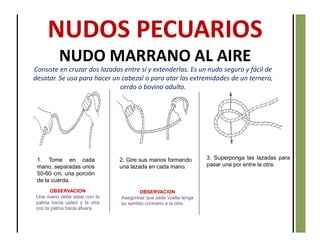 Consiste en cruzar dos lazadas entre sí y extenderlas. Es un nudo seguro y fácil de
desatar. Se usa para hacer un cabezal o para atar las extremidades de un ternero,
cerdo o bovino adulto.
1. Tome en cada
mano, separadas unos
50-60 cm, una porción
de la cuerda.
2. Gire sus manos formando
una lazada en cada mano.
3. Superponga las lazadas para
pasar una por entre la otra.
OBSERVACION
Una mano debe estar con la
palma hacia usted y la otra
con la palma hacia afuera.
OBSERVACION
Asegúrese que cada vuelta tenga
su sentido contrario a la otra.
NUDOS PECUARIOS
NUDO MARRANO AL AIRE
 