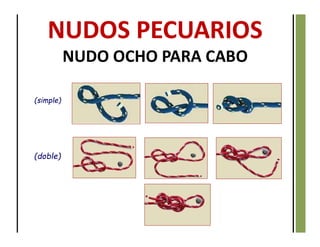 NUDOS PECUARIOS
NUDO OCHO PARA CABO
(simple)
(doble)
 