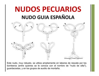 NUDOS PECUARIOS
NUDO GUIA ESPAÑOLA
Este nudo, muy robusto, se utiliza ampliamente en labores de rescate por los
bomberos (entre quienes se le conoce con el nombre de "nudo de silla"),
guardacostas, y en los grupos de auxilio de montaña.
 