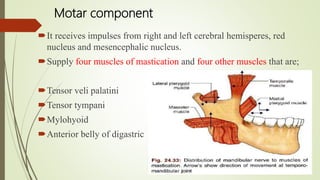 Motar component
It receives impulses from right and left cerebral hemisperes, red
nucleus and mesencephalic nucleus.
Supply four muscles of mastication and four other muscles that are;
Tensor veli palatini
Tensor tympani
Mylohyoid
Anterior belly of digastric
 