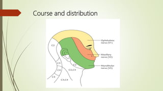 Course and distribution
 