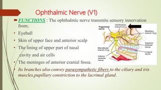 Ophthalmic Nerve (V1)
FUNCTIONS : The ophthalmic nerve transmits sensory innervation
from;
• Eyeball
• Skin of upper face and anterior scalp
• The lining of upper part of nasal
cavity and air cells
• The meninges of anterior cranial fossa.
• Its branches also convey parasympathetic fibers to the ciliary and iris
muscles,pupillary constriction to the lacrimal gland.
 