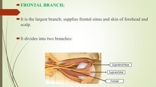 FRONTAL BRANCH:
It is the largest branch; supplies frontal sinus and skin of forehead and
scalp.
It divides into two branches:
Supraorbital
Supratrochlear
Frontal
 
