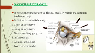 NASOCILIARY BRANCH:
It passes the superior orbital fissure, medially within the common
tendinous ring.
It divides into the following:
a. Short ciliary nerve.
b. Long ciliary nerve.
c. Nerve to ciliary ganglion
d. Infratrochlear
e. Anterior ethmoidal
f. Posterior ethmoidal
 