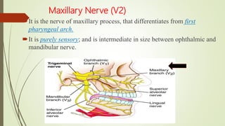 Maxillary Nerve (V2)
It is the nerve of maxillary process, that differentiates from first
pharyngeal arch.
It is purely sensory; and is intermediate in size between ophthalmic and
mandibular nerve.
 