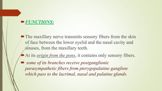 FUNCTIONS:
The maxillary nerve transmits sensory fibers from the skin
of face between the lower eyelid and the nasal cavity and
sinuses, from the maxillary teeth.
At its origin from the pons, it contains only sensory fibers.
 some of its branches receive postganglionic
parasympathetic fibers from pterygopalatine ganglion
which pass to the lacrimal, nasal and palatine glands.
 