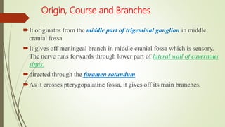 Origin, Course and Branches
It originates from the middle part of trigeminal ganglion in middle
cranial fossa.
It gives off meningeal branch in middle cranial fossa which is sensory.
The nerve runs forwards through lower part of lateral wall of cavernous
sinus.
directed through the foramen rotundum
As it crosses pterygopalatine fossa, it gives off its main branches.
 