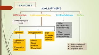 BRANCHES
Withincranium In pterygopalatinefossa In infraorbitalcanal Onface
MAXILLARY NERVE
Middle meningeal
nerve
• Inferior palpebral
• Lateral nasal
• Superior labial
• MSA
(middle superior
alveolar nerve)
• ASA
(anterior superior
alveolar nerve)
Zygomatic PSA
(posterior
superior
alveolar)
Pterygopalatine
•Zygomatico
temporal
•Zygomatico
facial
•Orbital
•Nasal
•Palatine
•Pharyngeal
 