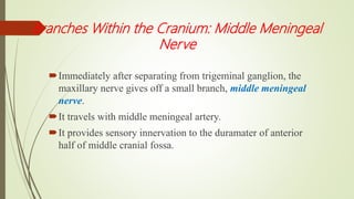 Branches Within the Cranium: Middle Meningeal
Nerve
Immediately after separating from trigeminal ganglion, the
maxillary nerve gives off a small branch, middle meningeal
nerve.
It travels with middle meningeal artery.
It provides sensory innervation to the duramater of anterior
half of middle cranial fossa.
 