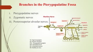 Branches in the Pterygopalatine Fossa
i. Pterygopalatine nerves
ii. Zygomatic nerves
iii. Posterosuperior alveolar nerves.
 