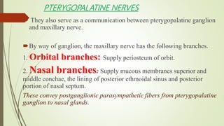 PTERYGOPALATINE NERVES
 They also serve as a communication between pterygopalatine ganglion
and maxillary nerve.
By way of ganglion, the maxillary nerve has the following branches.
1. Orbital branches: Supply periosteum of orbit.
2. Nasal branches: Supply mucous membranes superior and
middle conchae, the lining of posterior ethmoidal sinus and posterior
portion of nasal septum.
These convey postganglionic parasympathetic fibers from pterygopalatine
ganglion to nasal glands.
 