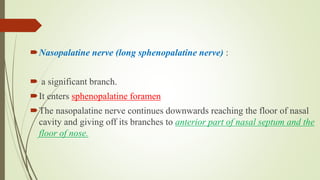 Nasopalatine nerve (long sphenopalatine nerve) :
 a significant branch.
It enters sphenopalatine foramen
The nasopalatine nerve continues downwards reaching the floor of nasal
cavity and giving off its branches to anterior part of nasal septum and the
floor of nose.
 