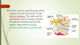 It enters incisive canal through which
it passes into the oral cavity via the
incisive foramen. The right and left
nasopalatine nerves emerge together
through this foramen and provide
sensory innervation to palatal
mucosa in the region of premaxilla.
 