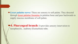 Lesser palatine nerve: These are sensory to soft palate. They descend
through lesser palatine foramina in palatine bone and pass backwards to
supply mucous membrane of soft palate.
4. Pharyngeal branch: It provides sensory innervation to
nasopharynx, auditory (Eustachian) tube.
 