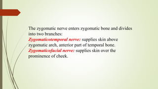 The zygomatic nerve enters zygomatic bone and divides
into two branches:
Zygomaticotemporal nerve: supplies skin above
zygomatic arch, anterior part of temporal bone.
Zygomaticofacial nerve: supplies skin over the
prominence of cheek.
 
