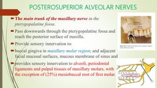 POSTEROSUPERIOR ALVEOLAR NERVES
The main trunk of the maxillary nerve in the
pterygopalatine fossa.
Pass downwards through the pterygopalatine fossa and
reach the posterior surface of maxilla.
Provide sensory innervation to:
buccal gingiva in maxillary molar region; and adjacent
facial mucosal surfaces, mucous membrane of sinus and
provides sensory innervation to alveoli, periodontal
ligaments and pulpal tissues of maxillary molars, with
the exception of (25%) mesiobuccal root of first molar.
 