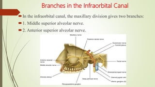 Branches in the Infraorbital Canal
In the infraorbital canal, the maxillary division gives two branches:
1. Middle superior alveolar nerve.
2. Anterior superior alveolar nerve.
 