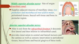 Middle superior alveolar nerve: Site of origin:
infraorbital canal,
Supplies adjacent mucosa of maxillary sinus; two
premolars and mesiobuccal root of first molar,
periodontal tissues, buccal soft tissue and bone in
premolar region.
Anterior superior alveolar nerve:
After it exit from the infraorbital foramen it descends
first lateral and then inferior to infraorbital canal.
provides innervation to central and lateral incisors and
the canines as well as sensory innervation to periodontal
tissues, buccal bone and buccal gingiva of these teeth.
 