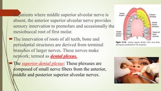 In patients where middle superior alveolar nerve is
absent, the anterior superior alveolar nerve provides
sensory innervation to premolars and occasionally the
mesiobuccal root of first molar.
The innervation of roots of all teeth, bone and
periodontal structures are derived from terminal
branches of larger nerves. These nerves make
network; termed as dental plexus.
The superior dental plexus: These plexuses are
composed of small nerve fibers from the anterior,
middle and posterior superior alveolar nerves.
 