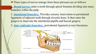 Three types of nerves emerge from these plexuses are as follows:
1. Dental nerves: enter a tooth through apical foramen dividing into many
branches within the pulp.
2. Interdental branches: Provides sensory innervation to periodontal
ligaments of adjacent teeth through alveolar bone. It then enter the
gingiva to innervate the interdental papilla and buccal gingiva.
3. Inter radicular branches: periodontal ligament at root furcations.
 