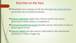 Branches on the Face
Infraorbital nerve emerges on the face through infraorbital foramen
and divides into its terminal branches:
Inferior palpebral: supply skin of lower eyelid with sensory
innervation to both surfaces of conjunctiva.
External nasal/lateral nasal: provides sensory innervation to skin on
lateral aspect of nose.
Superior labial: provides sensory innervation to skin and mucous
membrane of whole of upper lip
 