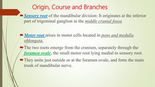 Origin, Course and Branches
Sensory root of the mandibular division: It originates at the inferior
part of trigeminal ganglion in the middle cranial fossa
Motor root arises in motor cells located in pons and medulla
oblongata.
The two roots emerge from the cranium, separately through the
foramen ovale, the small motor root lying medial to sensory root.
They unite just outside or at the foramen ovale, and form the main
trunk of mandibular nerve.
 