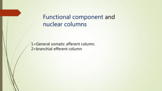 Functional component and
nuclear columns
1=General somatic afferent column.
2=branchial efferent column
 