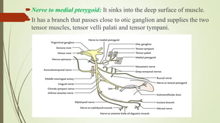 Nerve to medial pterygoid: It sinks into the deep surface of muscle.
It has a branch that passes close to otic ganglion and supplies the two
tensor muscles, tensor velli palati and tensor tympani.
 