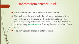 Branches from Anterior Trunk
Motor innervations to the muscles of mastication
The trunk runs forwards under lateral pterygoid muscle for a
short distance and then reaches the external surface of that
muscle by passing between its two heads. From this point it is
known as long buccal nerve (also long buccal nerve/buccinator
nerve).
 The only sensory branch of anterior trunk
 