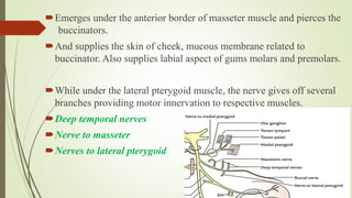 Emerges under the anterior border of masseter muscle and pierces the
buccinators.
And supplies the skin of cheek, mucous membrane related to
buccinator. Also supplies labial aspect of gums molars and premolars.
While under the lateral pterygoid muscle, the nerve gives off several
branches providing motor innervation to respective muscles.
Deep temporal nerves
Nerve to masseter
Nerves to lateral pterygoid
 