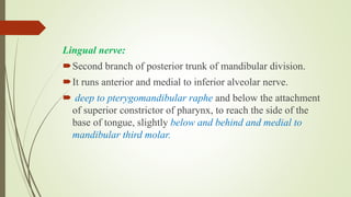 Lingual nerve:
Second branch of posterior trunk of mandibular division.
It runs anterior and medial to inferior alveolar nerve.
 deep to pterygomandibular raphe and below the attachment
of superior constrictor of pharynx, to reach the side of the
base of tongue, slightly below and behind and medial to
mandibular third molar.
 