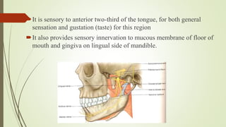 It is sensory to anterior two-third of the tongue, for both general
sensation and gustation (taste) for this region
It also provides sensory innervation to mucous membrane of floor of
mouth and gingiva on lingual side of mandible.
 