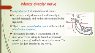 Inferior alveolar nerve
Largest branch of mandibular division.
It runs vertically downward and laterally to
medial pterygoid and to the sphenomandibular
ligament.
Then it enters mandibular canal at the level of
mandibular foramen.
Throughout its path, it is accompanied by
inferior alveolar artery (a branch of internal
maxillary artery) and inferior alveolar vein. The
artery lies just anterior to the nerve.
 