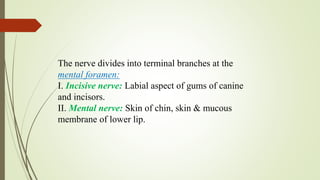 The nerve divides into terminal branches at the
mental foramen:
I. Incisive nerve: Labial aspect of gums of canine
and incisors.
II. Mental nerve: Skin of chin, skin & mucous
membrane of lower lip.
 