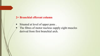 2= Branchial efferent column
 Situated at level of upper pons .
 The fibres of motor nucleus supply eight muscles
derived from first branchial arch.
 