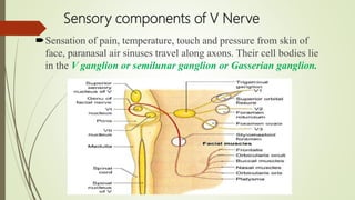 Sensory components of V Nerve
Sensation of pain, temperature, touch and pressure from skin of
face, paranasal air sinuses travel along axons. Their cell bodies lie
in the V ganglion or semilunar ganglion or Gasserian ganglion.
 
