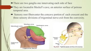 There are two ganglia one innervating each side of face
They are locatedin Meckel’s cave, on anterior surface of petrous
temporal area.
 Sensory root fibersenter the concave portion of each crescent and the
three sensory divisions of trigeminal nerve exit from the convexity.
 