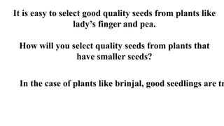 It is easy to select good quality seeds from plants like
lady’s finger and pea.
How will you select quality seeds from plants that
have smaller seeds?
In the case of plants like brinjal, good seedlings are tr
 