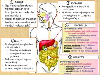 3.3 sistem pencernaan PPTX
