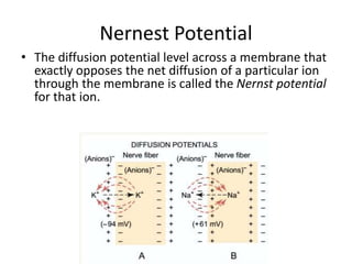 3. diffusion potential and nernest potential | PPTX