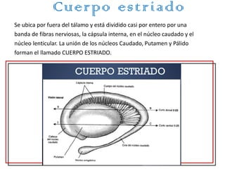 Cuerpo estriado
Se ubica por fuera del tálamo y está dividido casi por entero por una
banda de fibras nerviosas, la cápsula interna, en el núcleo caudado y el
núcleo lenticular. La unión de los núcleos Caudado, Putamen y Pálido
forman el llamado CUERPO ESTRIADO.
 