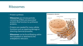 Radiobiology-Human Cell | PPT