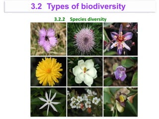 3.2.2 Species diversity
3.2 Types of biodiversity
 