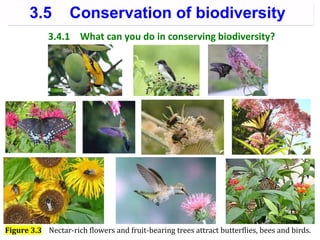 3.4.1 What can you do in conserving biodiversity?
Figure 3.3 Nectar-rich flowers and fruit-bearing trees attract butterflies, bees and birds.
3.5 Conservation of biodiversity
 