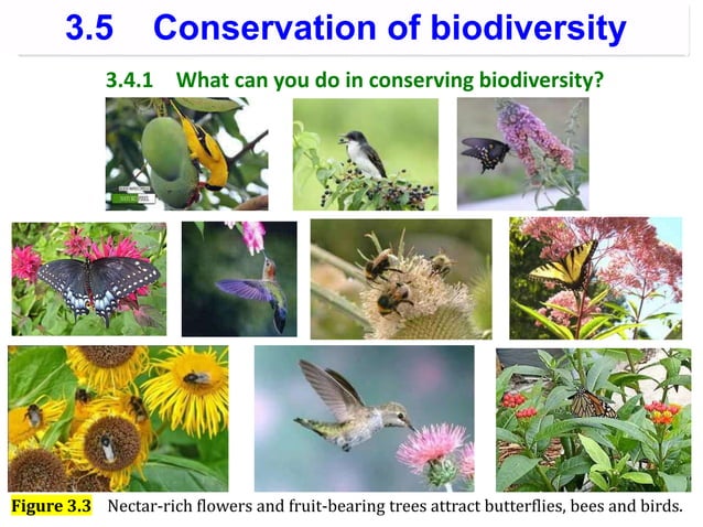 Biodiversity and its conservation | PPT | Geography | Science