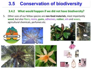 3.4.2 What would happen if we did not have biodiversity?
5. Other uses of our fellow species are non-food materials, most importantly
wood, but also fibers, resins, gums, adhesives, rubber, oils and waxes,
agricultural chemicals, perfumes etc.
3.5 Conservation of biodiversity
 